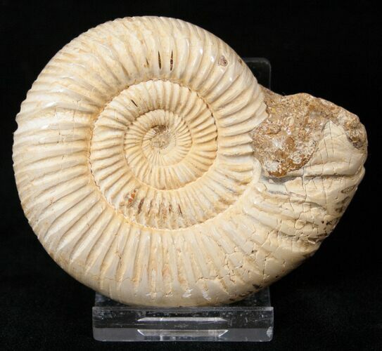 Perisphinctes Ammonite - Jurassic #17050